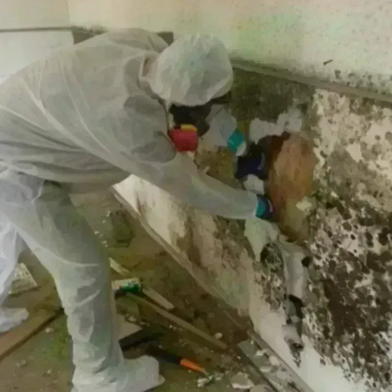 Mold Remediation and Removal in Avon, MA